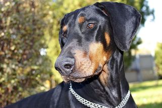 Dobrman – osobní strážce, nejvěrnější přítel a plyšák v jednom impozantním těle - Médium.cz