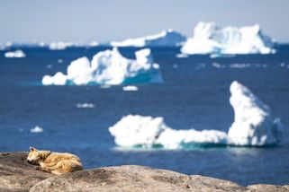 Aktivisté táhnou 15tunovou kru do rozpálené Málagy. Odpracují si to v lese - Novinky