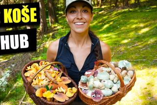 Plné koše hub tří druhů holubinek. Pozor, roste také jedovatá muchomůrka jízlivá | Šumavská houbička v lese