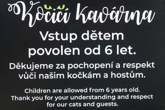 Plzeňská kočičí kavárna zakázala vstup dětem pod šest let - Novinky