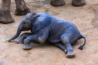 Spadlo do jámy a matka ho opustila. Veterináři v Thajsku sdíleli dojemný příběh slůněte - Novinky