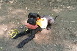 Muž se ztratil na houbách. Po dvou dnech ho v lesích na Chomutovsku vyčenichal pes - Novinky