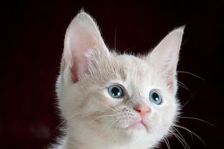 Otřesné týrání na Litoměřicku: Mladíci dali kotě do sušičky. Hrůzu si natáčeli