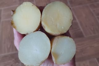 Odpad, protáhlé obličeje. Brambory z ciziny z jednoho řetězce při degustaci totálně propadly - Novinky