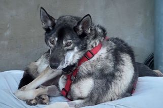 Psí hospic jako domov pro staré mazlíčky: Lidé se jich zbavují stále víc, varují provozovatelé