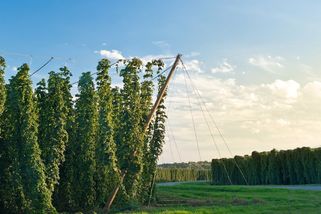 Agrofert pokračuje v nákupech, kupuje zemědělský podnik s chmelnicemi - Seznam Zprávy