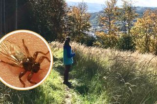 „Létající klíště“ útočí na lidi a nechce se jich pustit. Repelent proti němu nepomůže