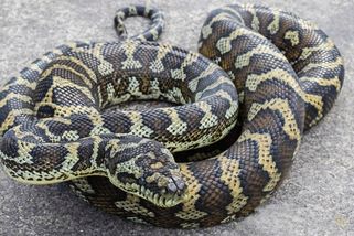 „Zlato, nehýbej se“. Australanka se probudila s krajtou na hrudi, ocas hada trčel z okna - Novinky