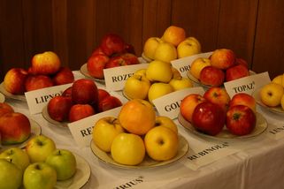 Nejchutnějšími jablky z loňské úrody jsou podle degustátorů odrůdy Rubín a Lyra