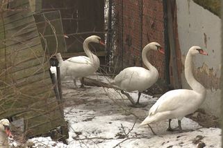 Zvrat v případu ukradených labutí z Vltavy: Ptáci zmizeli, u plotu jsou čerstvé stopy