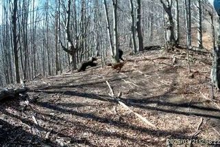 Na Slovensku zaútočila na muže zuřivá medvědice, zachytila to fotopast - Novinky