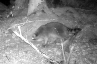 V Podyjí se zabydlel mýval. Ochranáři se ho chtějí zbavit - Novinky