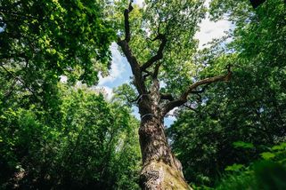 Začalo hlasování o Evropský strom roku. Česko reprezentuje legendární dub spojený se starou pověstí - Novinky