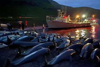 Na Faerských ostrovech nahnali na mělčinu a zabili 1 500 delfínů - Seznam Zprávy