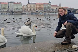 Muž dvacet let unáší z Prahy labutě. Podle zvířecích záchranářů za to dostává směšné pokuty - Novinky
