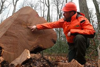 Francouzi skáceli dub vysazený za vlády krále Ludvíka XIV. - Novinky