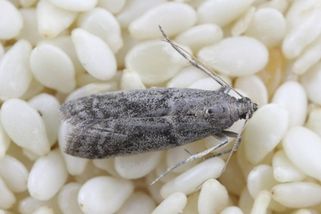 Prohánějí se u vás doma potravinoví moli? Dejte na pár míst v kuchyni jednu věc a budete mít pokoj