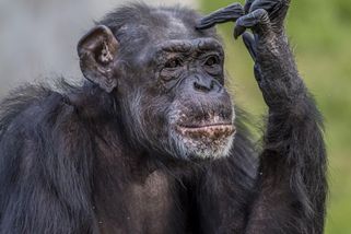 „Prosím, zastřelte ho!“ řvala do telefonu. Šimpanzí „syn“ zaútočil kamarádce na tvář - Médium.cz