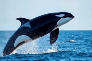 „Slyšela jsem křik, pak ji stáhl pod hladinu“ Polibek kosatky a smrt trenérky v přímém přenosu - Médium.cz