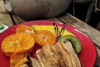 Hitem výstavy v Úvalně je motýl s průhlednými křídly i pivo z orchidejí - Novinky