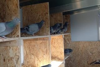 Vybíjení holubů je barbarství, kterému se musíme postavit. Některá města už od toho upustila - Médium.cz