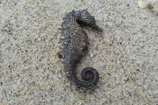 Pobřeží Černého moře se proměnilo v pohřebiště mořských koníků - Novinky