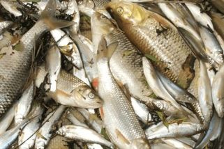 Obří úhyn ryb, které se udusily v řece Dyji, zřejmě zavinil extrémní rozvoj sinic - Novinky