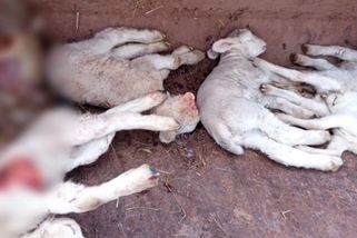 Vlci na Broumovsku zmasakrovali stádo ovcí. Paseka, která se nedá popsat, smutní chovatelka