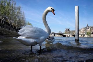 Veterináři varují: Ptačí chřipka je na vzestupu, buďte obezřetní - Novinky