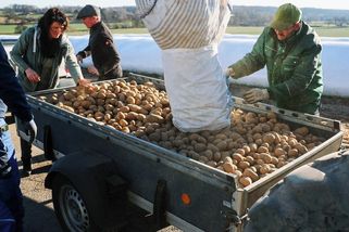 V Německu mají rekordní sklizeň brambor, v Berlíně je rozdávají zdarma - Novinky