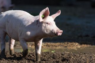 Číňan přepravoval prasata dronem, jeden se zapletl do elektrického vedení - Novinky