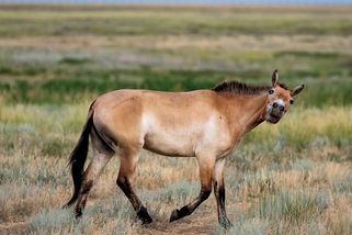 V černobylské zóně spatřili vzácného koně Převalského