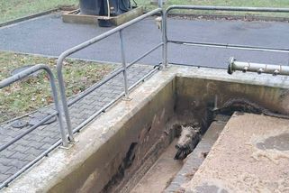 V Letovicích skončil divočák mezi výkaly. Z jímky se nakonec dostal bez pomoci hasičů - Novinky