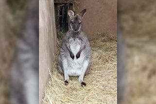 Hasiči do sítě chytili uprchlého klokana, který měl být vánočním dárkem - Novinky
