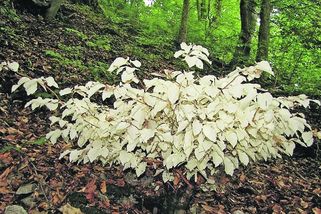 Tajemný buk albín v Moravském krase: 30 let bez fotosyntézy a stále roste - Novinky