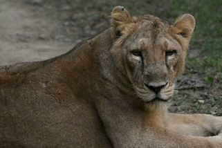 Fotky: Byli na pokraji vyhynutí, teď lesy znovu zní jejich řev - Seznam Zprávy