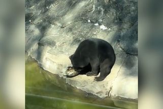 Medvídě řvalo bolestí, želva ho kousla do jazyku - Novinky