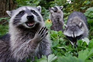 Roztomilý a nebezpečný. Invazní mýval severní se objevil v Podyjí, predátora čeká likvidace