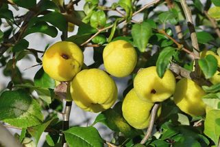 Říkalo se mu český citrón. Kdoulovec býval běžnou součástí venkovských zahrad našich babiček - Médium.cz