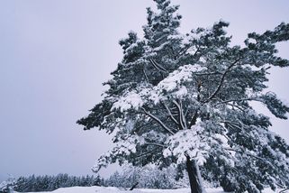 Tajný deník inteligentní ženy vyššího středního věku - Médium.cz