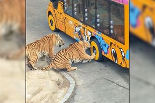 Tygr se zakousl do pneumatiky autobusu, zůstaly mu v ní zuby - Novinky