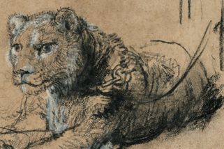 Unikátní kresba mladého lva od Rembrandta jde do aukce. Může vynést půl miliardy
