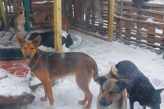 Česká sbírka pomáhá psům na Ukrajině, útulek u fronty je bez proudu - Seznam Zprávy