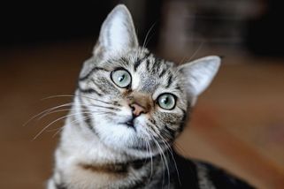 Čtyři největší mýty o kočkách