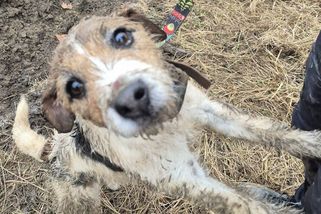 Hasiči v Kroměříži zachránili psa z betonové trubky v poli. Majitelka neskrývala slzy štěstí - Novinky