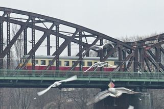 Ptačí chřipka se potvrdila u racka z pražské náplavky - Novinky