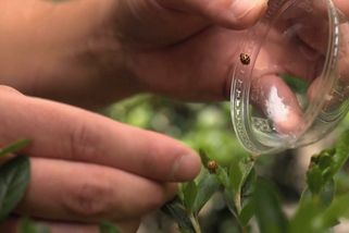 Slunéčka jsou drsní predátoři: svým obětem vysávají vnitřnosti zaživa