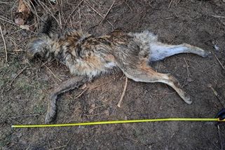 Zastřelil vlka a uřízl mu hlavu a ocas. Policie případ odložila - Novinky