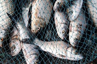 Ryby se zasekly v přístavech. Kvůli novému IT systému hrozí, že se do obchodů nedostanou - Novinky