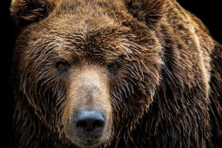 Komentář: Slovenští politici bojují s medvědy a je to win-win - Seznam Zprávy